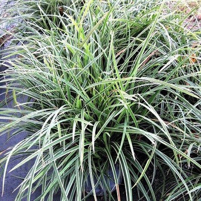 Ophiopogon japonica variegatus pot