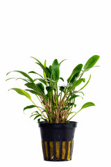 Cryptocoryne X Willisii 'Lucens' - Pe (Cryptocoryne x willisii 'Lucens' - PE)