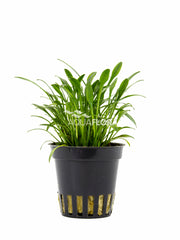 Cryptocoryne Parva - Pe (Cryptocoryne parva - PE)