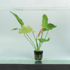 Eriocaulon Sp. 'Dong Ha' - Pe (Eriocaulon sp. 'Dong Ha' - PE)