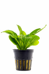Echinodorus Grisebachii 'Parviflorus' - Pe (Echinodorus grisebachii 'Parviflorus' - PE)