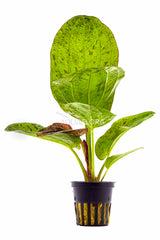 Echinodorus 'Paul Kloecker' - Pe (Echinodorus 'Paul Kloecker' - PE)