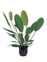 Echinodorus Osiris - Pe (Echinodorus osiris - PE)