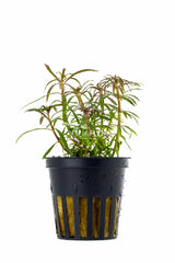 Eusteralis Stellata - Pe (Eusteralis stellata - PE)