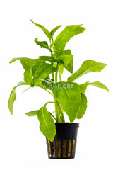 Echinodorus Grisebachii 'Amazonicus' - Pe (Echinodorus grisebachii 'Amazonicus' - PE)