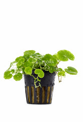 Hydrocotyle Leucocephala - Pe (Hydrocotyle leucocephala - PE)