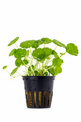 Hydrocotyle Verticillata - Pe (Hydrocotyle verticillata - PE)