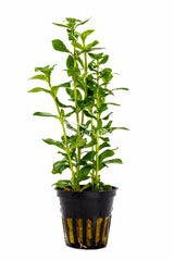 Hygrophila Polysperma - Pe (Hygrophila polysperma - PE)