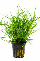 Juncus Repens - Pe (Juncus repens - PE)