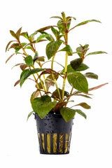 Ludwigia Perennis - Pe (Ludwigia perennis - PE)