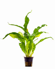 Microsorum Pteropus 'Latifolia' - Pe (Microsorum pteropus 'Latifolia' - PE)