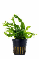 Microsorum Pteropus 'Windelov' - Pe (Microsorum pteropus 'Windelov' - PE)