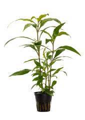 Hygrophila Corymbosa 'Siamensis' - Pe (Hygrophila corymbosa 'Siamensis' - PE)