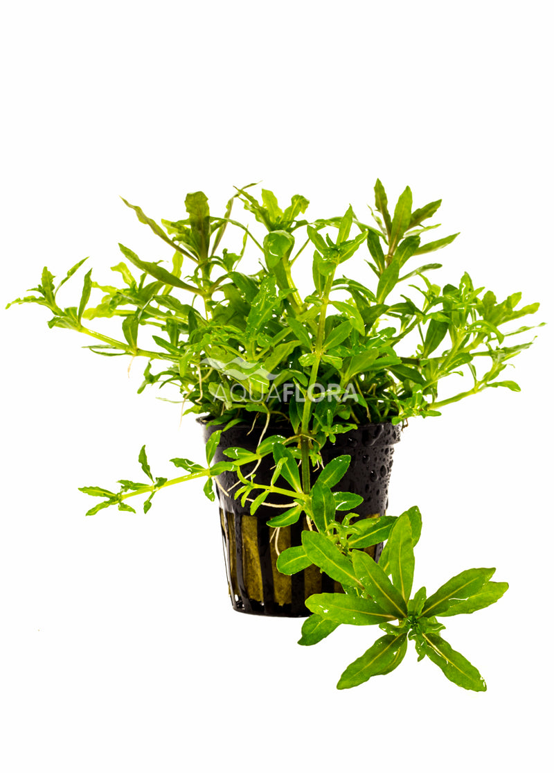 Pogostemon Helferi - Pe (Pogostemon helferi - PE)