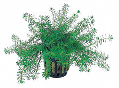 Rotala Walichii - Pe (Rotala walichii - PE)