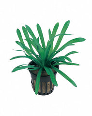 Sagittaria Subulata 'Teres' - Pe (Sagittaria subulata 'Teres' - PE)