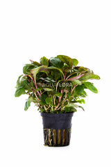 Lobelia Cardinalis 'Mini' - Pe (Lobelia cardinalis 'Mini' - PE)