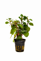 Ludwigia Repens 'Mesacana' - Pe (Ludwigia repens 'Mesacana' - PE)