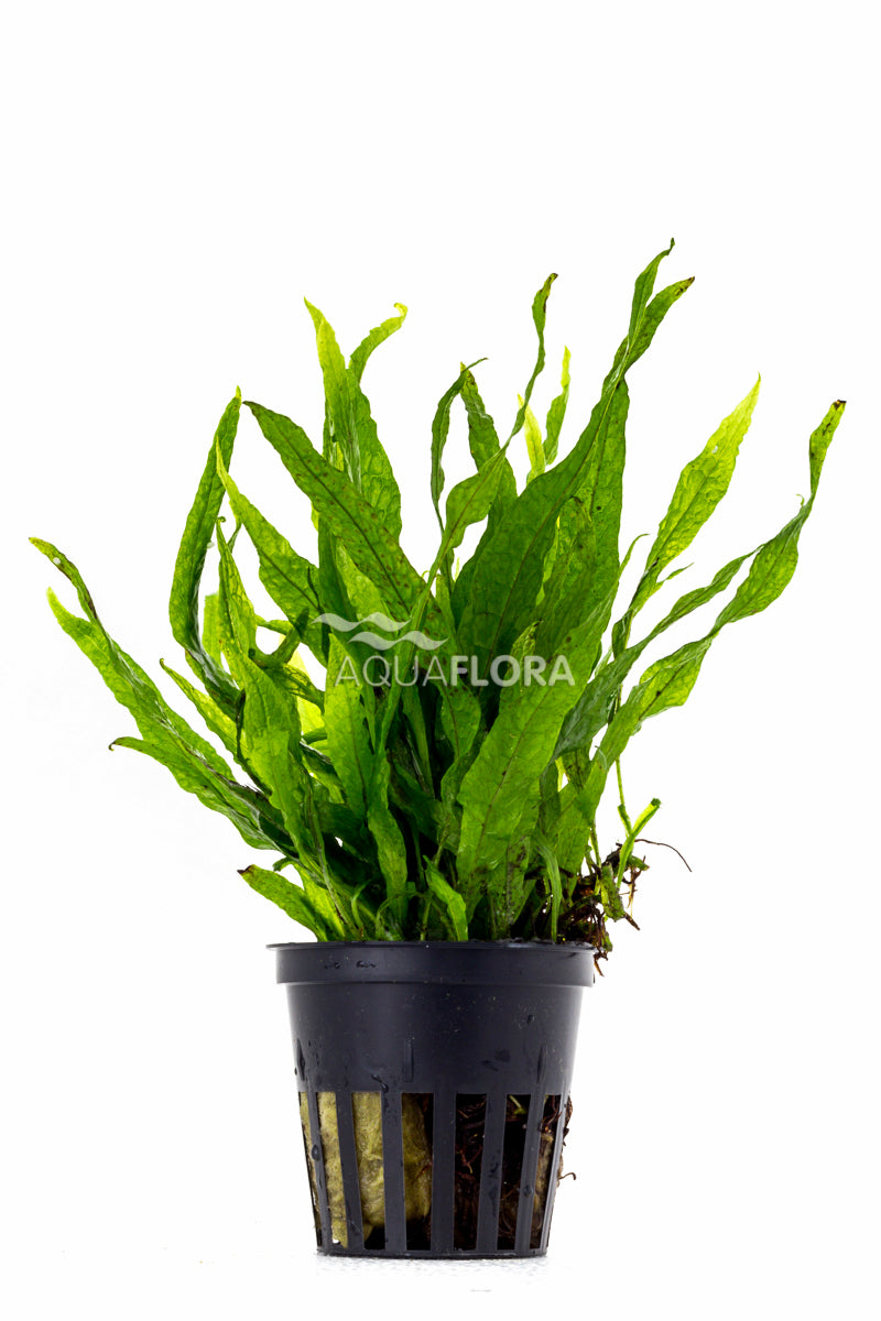 Microsorum Pteropus 'Petit' - Pe (Microsorum pteropus 'Petit' - PE)