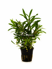 Pogostemon Quadrifolius - Pe (Pogostemon quadrifolius - PE)