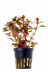 Ludwigia Sp. 'Mini Super Red' - Pe (Ludwigia sp. 'Mini Super Red' - PE)