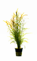 Potamogeton Gayi - Ps (Potamogeton gayi - PS)