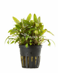 Cryptocoryne Mix - Pe (Cryptocoryne mix - PE)