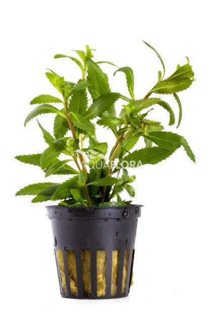 Proserpinaca Palustris 'Cuba' - Pe (Proserpinaca palustris 'Cuba' - PE)