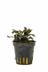 Bucephalandra 'Deep Purple' - Pe (Bucephalandra 'Deep Purple' - PE)