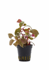 Alternanthera Reineckii 'Cardinalis' - Pe (Alternanthera reineckii 'Cardinalis' - PE)