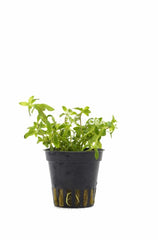 Limnophila Sp. 'Vietnam' - Pe (Limnophila sp. 'Vietnam' - PE)