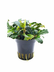 Bucephalandra 'Lamandau Mini Red' - Pe (Bucephalandra 'Lamandau Mini Red' - PE)