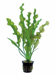 Aponogeton Ulvaceus - Ps (Aponogeton ulvaceus - PS)