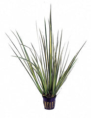 Acorus Gramineus 'Variegatus' - Pt (Acorus gramineus 'Variegatus' - PT)