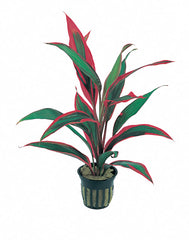 Cordyline 'Red Edge' - Pt (Cordyline 'Red Edge' - PT)