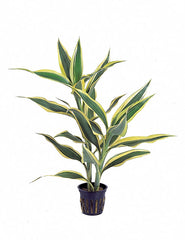 Dracaena Sanderiana - Pt (Dracaena sanderiana - PT)