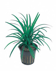 Ophiopogon Japonica 'Pussilus' - Pt (Ophiopogon japonica 'Pussilus' - PT)