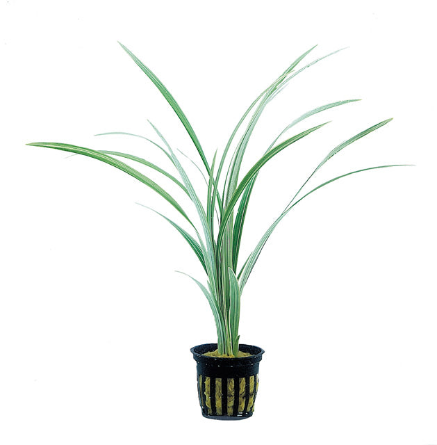 Ophiopogon Japonica 'Variegatus' - Pt (Ophiopogon japonica 'Variegatus' - PT)