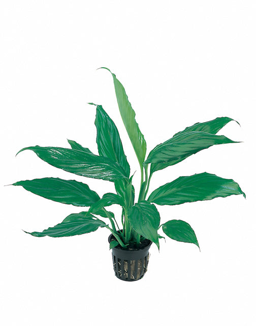 Spathiphyllum Walissii - Pt (Spathiphyllum walissii - PT)