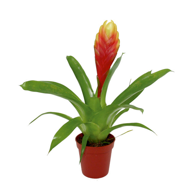 Vriesea Mix - Pt (Vriesea mix - PT)