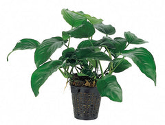 Anubias Barteri - Xl (Anubias barteri - XL)