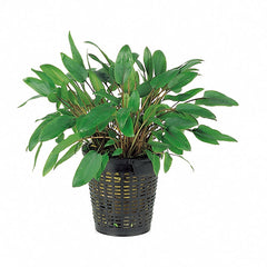 Cryptocoryne - Mix - Xl (Cryptocoryne - mix - XL)
