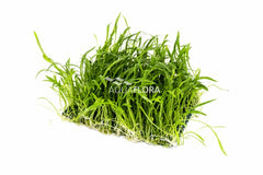 Lilaeopsis Mat 10X15Cm - Ne (Lilaeopsis mat 10x15cm - NE)