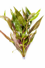 Alternanthera Reineckii - Ba (Alternanthera reineckii - BA)