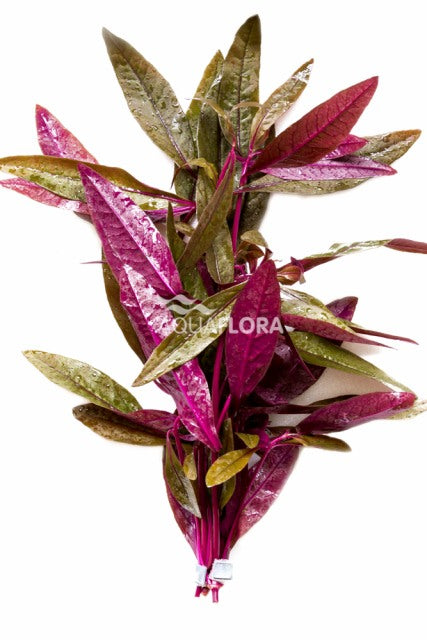Alternanthera Sessilis - Ba (Alternanthera sessilis - BA)