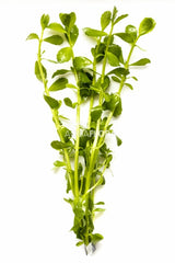Bacopa Crenata (Monnieri) - Ba (Bacopa crenata (monnieri) - BA)