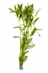 Heteranthera Zosterifolia - Ba (Heteranthera zosterifolia - BA)