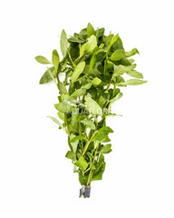 Hygrophila Polysperma - Ba (Hygrophila polysperma - BA)