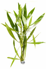Hygrophila Salicifolia - Ba (Hygrophila salicifolia - BA)