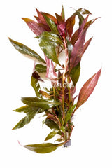 Ludwigia Glandulosa - Ba (Ludwigia glandulosa - BA)